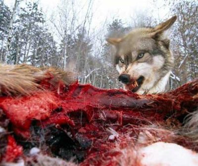 wolf_eating[1].jpg