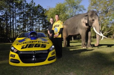 2014 Dart P-S Jeg Coughlin Mopar Team Pro-Stock-Dart's #1 50th Annv. Hemi.jpg