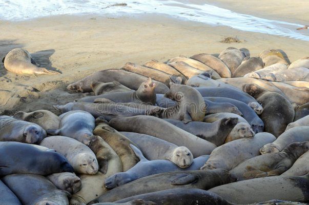 elephant-seals-crowded-15818882.jpg
