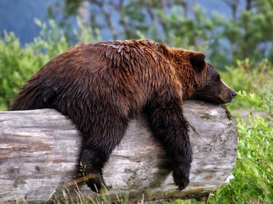 Grizzly-Bear-Picture-of-animals.jpg