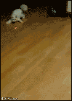 8-chase-iftm-itsfunnytome.gif