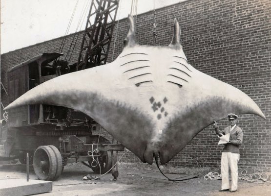 rare9.jpg
