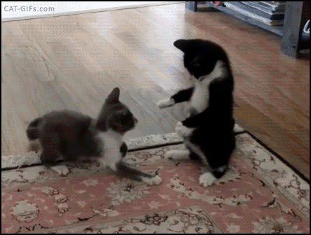 a7f202afc241fbe176de78a9374ccbed.gif