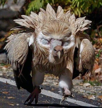 Himalayan Griffon Vulture in attack mode.jpg