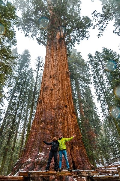 General-Sherman-tree-in-Sequoia-National-Park.jpg