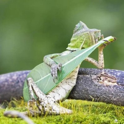 Dragon lizard playing leaf guitar.jpg