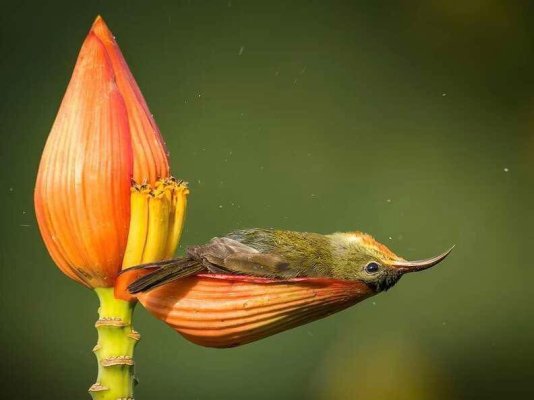 Bird taking a bath in a flower petal.jpg