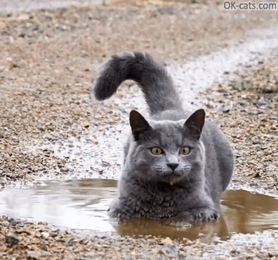 s%2Blike%2Ba%2Bdirty%2Bdog%2B%255Bok-cats.com%255D.gif