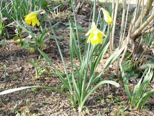 spring.jpg