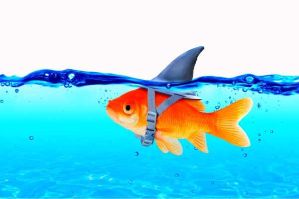 Gold fish fin.jpeg