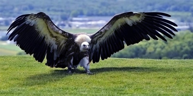 Argentavis6.jpg