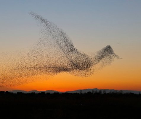0000000000 732ah Flock of starlings create a giant bird in the sky.jpg
