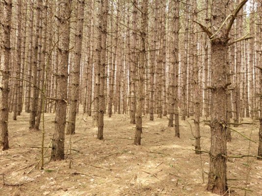 treeloggingapril2023 027.jpg