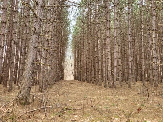 treeloggingapril2023 025.jpg