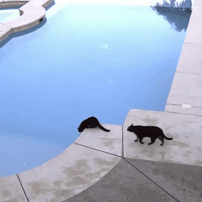 0c5d95b3495cc8187922730ced8c91cc.gif