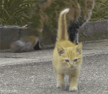 9607a56e06df350d2e336fe5b47f968f.gif
