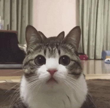 cb66c92a8ed219232297fc5814b41b3d.gif