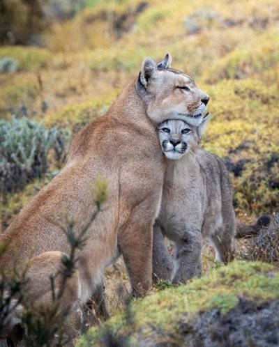 00000000gbe Puma mother and cub.jpg