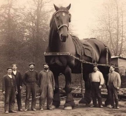 The biggest horse in history.jpg