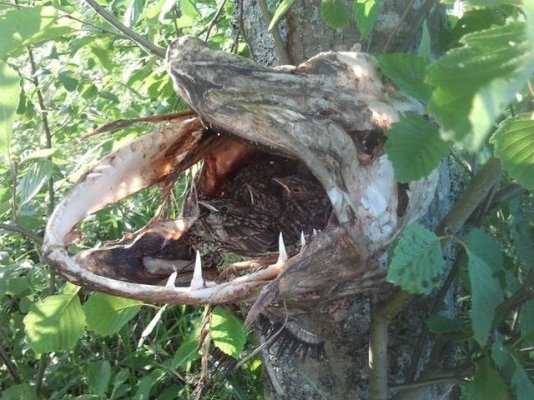bird-using-pikes-mouth.jpg
