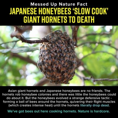 nature-facts.jpg