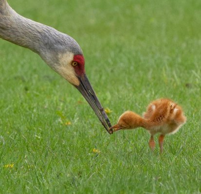 Baby Sandhill Crane grabbing a bite to eat..jpg