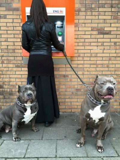 dogs-protect-atm-102-59cb4bdae6045__605.jpg
