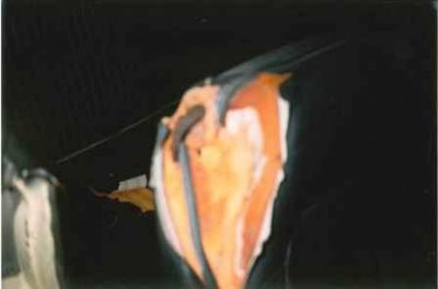 Super Bee Psgr Seat Corner.jpg Super Bee Psgr Seat Corner.jpg