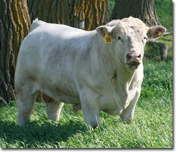 bull.jpg