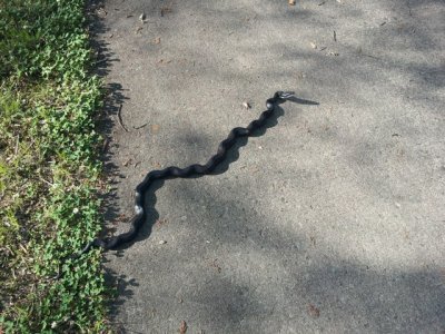 sm_blacksnake.jpg sm_blacksnake.jpg