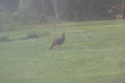 sm_wildturkey1.jpg sm_wildturkey1.jpg