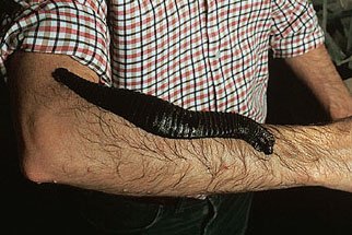 amazon-leech-in.jpg