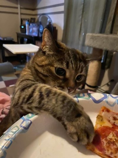 Cats Misc (1).jpg
