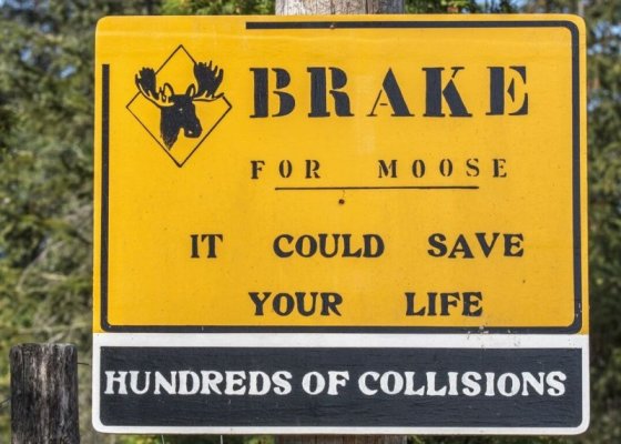 Brake for Moose.jpg