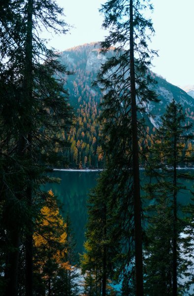 pexels-photo-1525062.jpeg.jpg