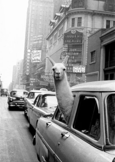 Llama A.jpg