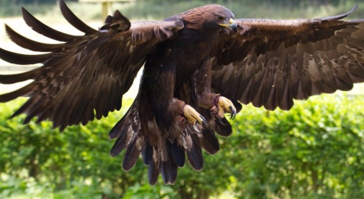 golden-eagle-12a-photo-golden-eagle-wallpaper.jpg