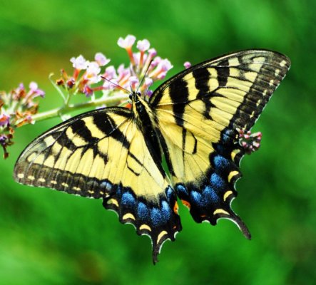 butterfly-1141583-1599x1446.jpg