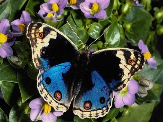 Butterfly Pictures-03.jpg