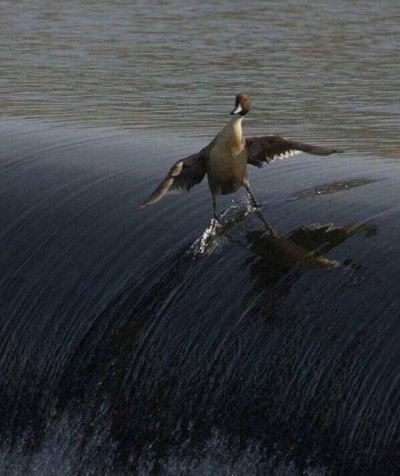 Duck.jpg