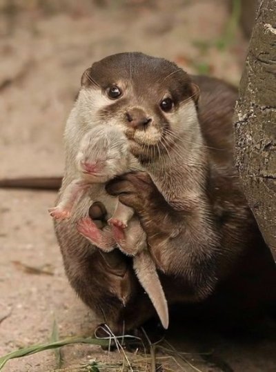 0000 58 an otter showing off her new baby.jpg