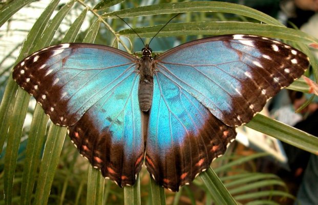 motyl-1374577051KT5.jpg