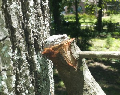 sm_treefrog.jpg sm_treefrog.jpg