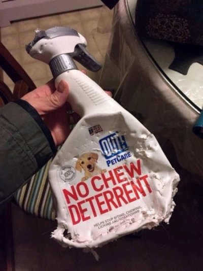 dog chew.jpg