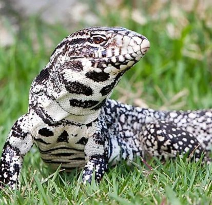 tegu1-1.jpg