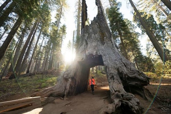 giant-sequoias-yosemite.jpg