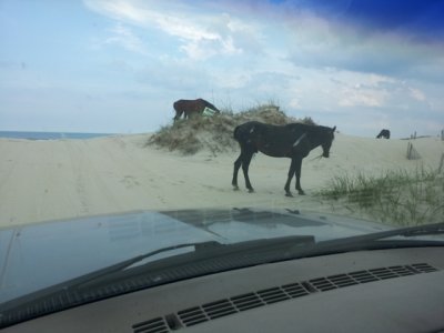 sm_outerbanks6.jpg