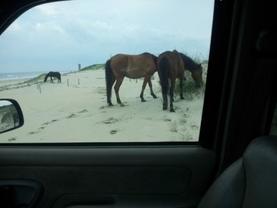 sm_outerbanks7.jpg