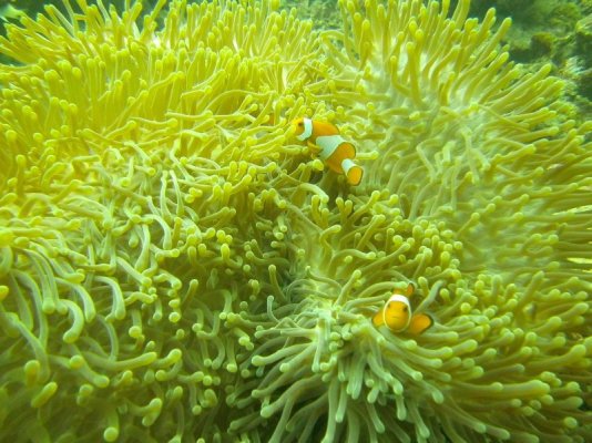 Clown fish anenome.jpg