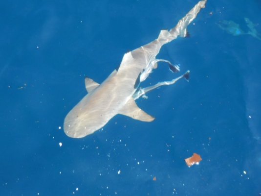sharks in Raja Ampat.jpg